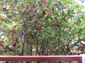 Отель Sailors Mirissa