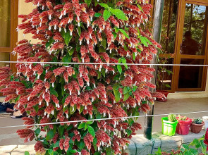 Гостевой дом U Norika i Susanny