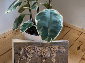 Апартаменты Оранжерея