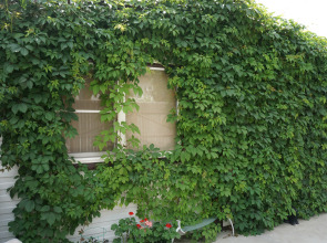 Country house "Coffee Tree"