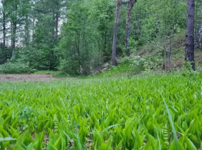 Апартаменты Валдай Пространство мечты 1