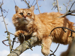 Дом Уютный в стиле Прованс