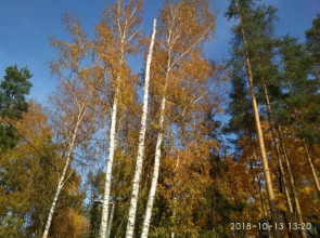Апартаменты с садом Павловск