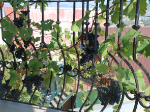 Гостевой Дом Иллен