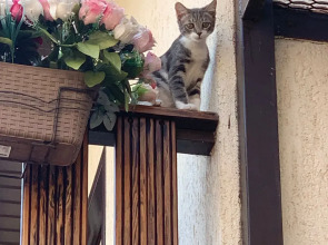 Гостевой дом Амалия