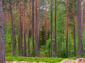 База отдыха Загородный клуб Радужный лес