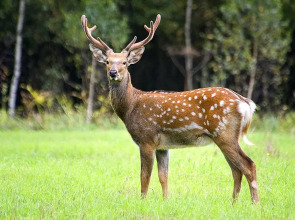 Замок La Ferme de Reve