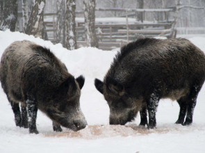 Замок La Ferme de Reve
