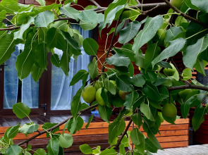 База отдыха San Siro cottage house