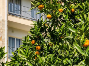 Отель Ривьера