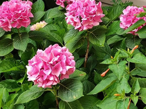 Гостевой дом Морская сказка