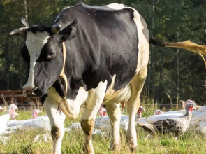 База Отдыха Арт Усадьба Веретьево