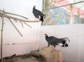 Пансионат Лазурный