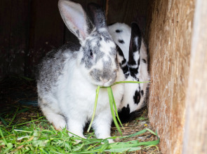 Коттедж Новгородская Деревня