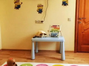 Гостевой дом Золотой Каштан