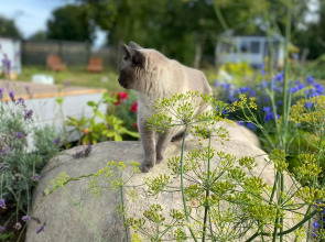 Шале Эльбрус в Коробицыно