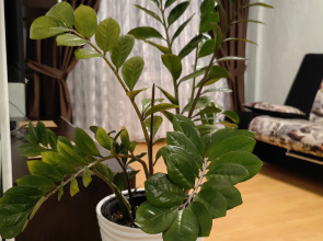 Квартира на Октябрьском проспекте 30А