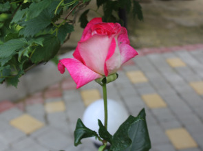 Гостевой Дом Елена