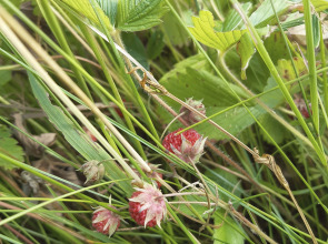 Гостевой дом в деревне Чернокуново