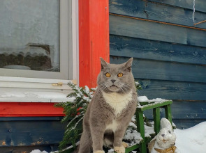 Гостевой дом Лосиный Тупичок