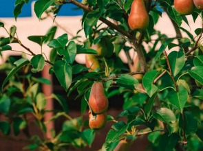 Гостевой Дом Казачий Хуторок