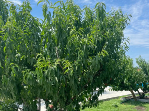 Персиковый Остров