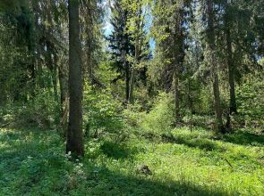 Шале Зеленый домик в лесу на Живописной улице