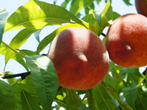 Гостевой дом Лукоморье в Алахадзе