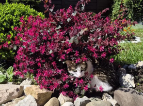 Гостевой дом "Валенсия"