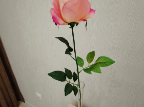 Апартаменты на Попова