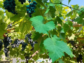 Гостевой дом Семейный отдых у моря