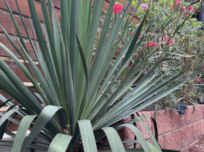 Гостевой Дом Волга в Симеизе