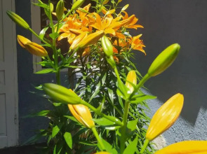 Гостевой дом John's