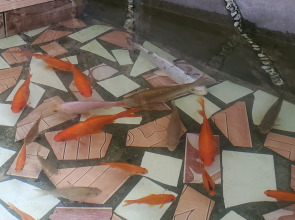 Гостевой дом Алла-Рома