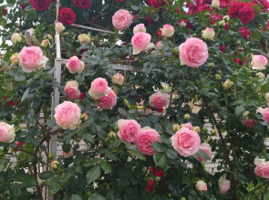 Гостевой Дом Елена