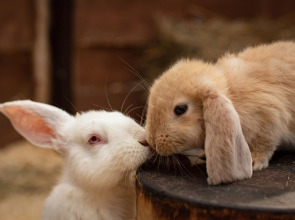 База отдыха Маламут Ленд