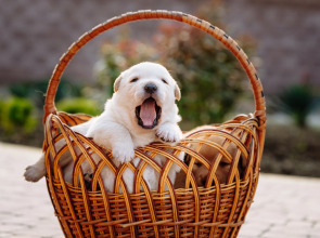 Гостевой Дом Шато Блан