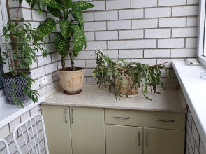 Апартаменты Пандора Флагман