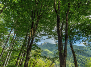 Счастье в тишине