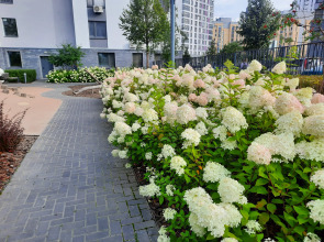 Апартаменты Home Inn