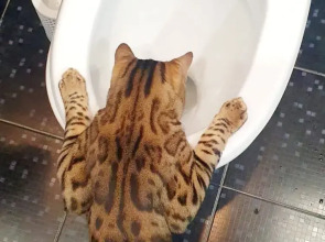 Апартаменты ПМЖ 2