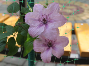 Гостевой Дом Елена