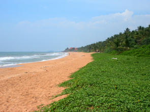 Отель Temple Tree Resort & Spa