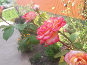 Частный дом Feel House