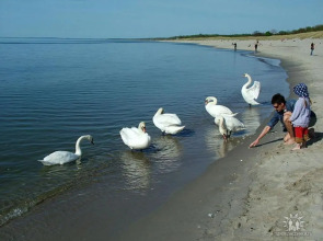 Апартаменты у моря Балтийский Бриз студио 5