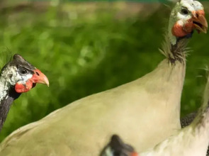 База Отдыха Арт Усадьба Веретьево