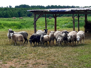 Гостевой дом в деревне Чернокуново