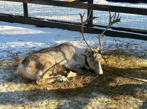 Гостевой дом Порт Внуково