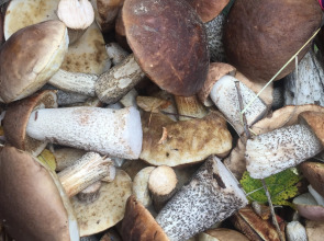 Гостевой дом Брейтово