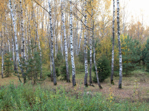 Загородный клуб Владимир